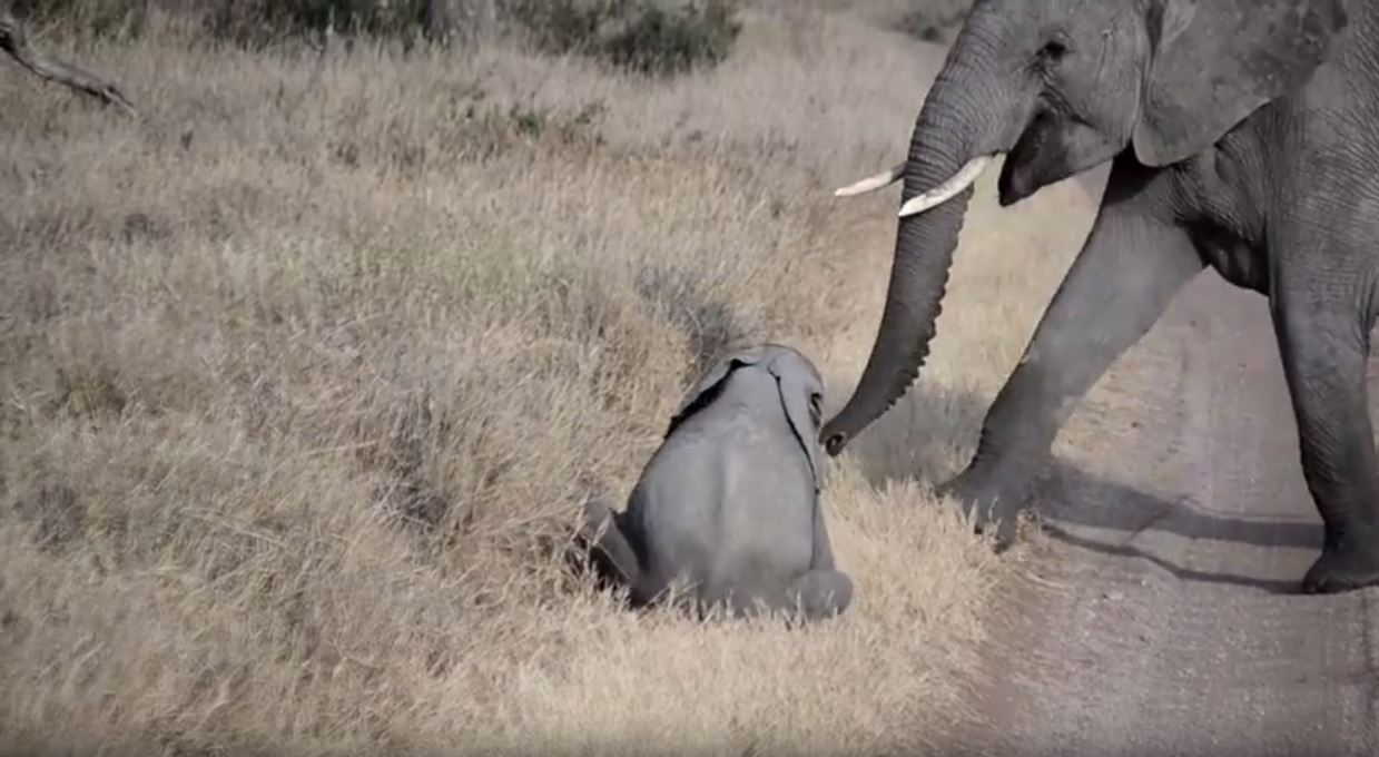 Baby elephant throwing an epic tantrum!