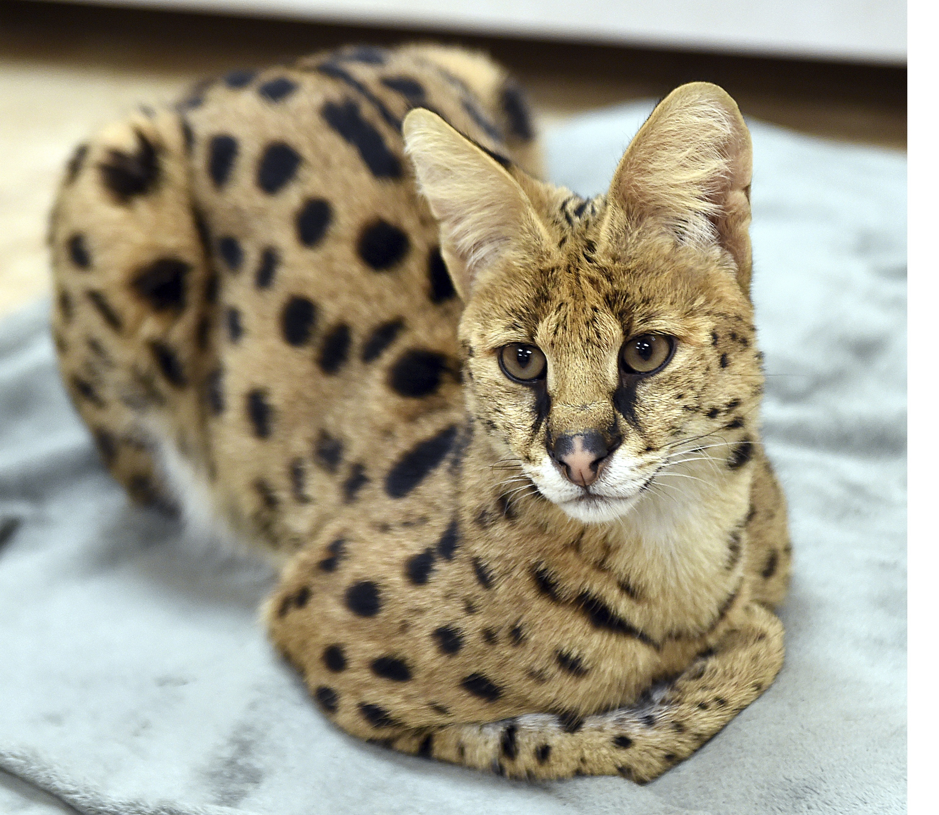 Exotic Pet Cat on the Loose in Virginia Roamed From NC Home