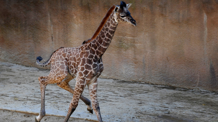 A Giraffe Unexpectedly Gave Birth Right in Front of Zoo Visitors