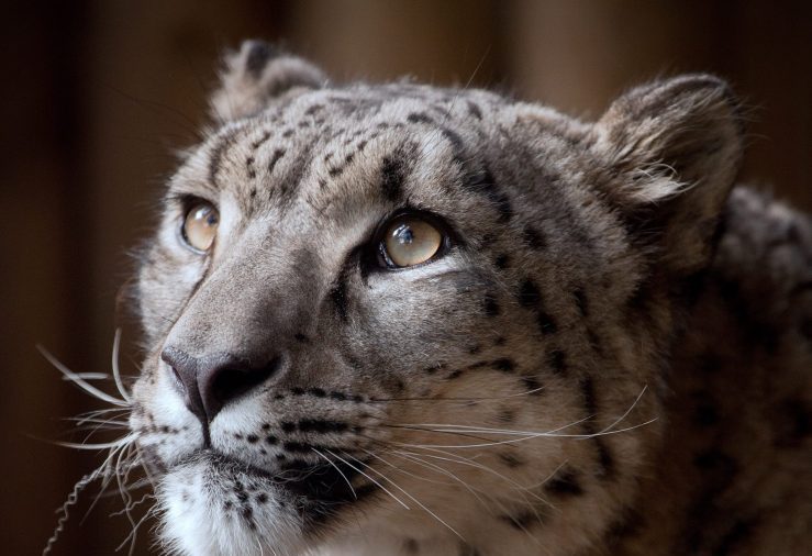Rare Snow Leopard Shot After Escaping Zoo