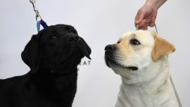 Loyal Labrador Retrievers Save Life of Owner After She Has a Stroke