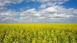 China Expands Canadian Canola Ban as Tensions Escalate
