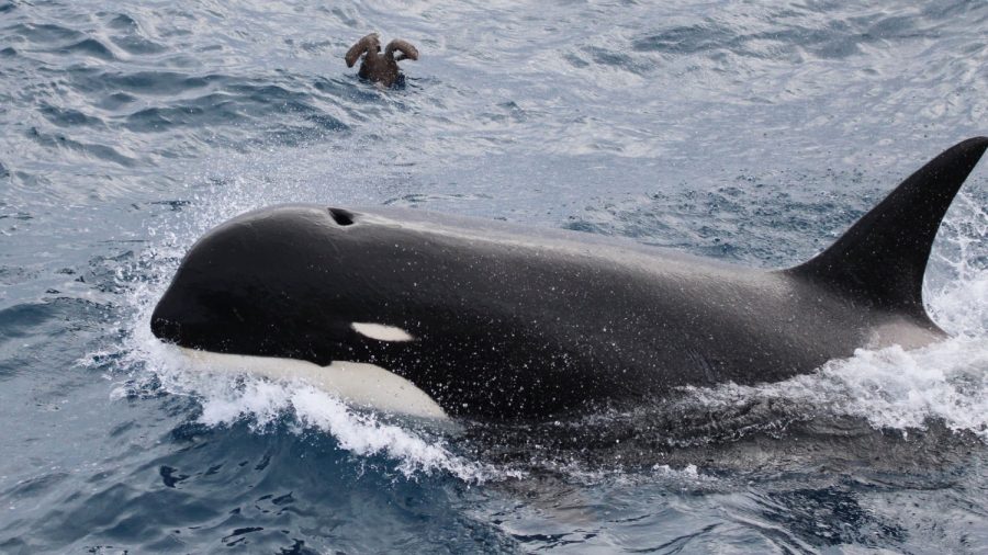 A Killer Whale Who Grieved Her Dead Calf for 17 Days Is a Mother Again