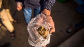 Scientists Find Dangerous Levels of Fecal Matter in Street Cannabis