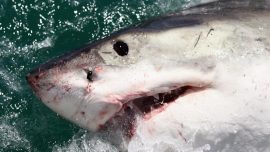 NYC Woman Killed by Great White Shark While Swimming Off Maine Coast, Officials Say