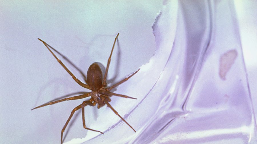 Doctors Find Venomous Spider In Missouri Womans Ear