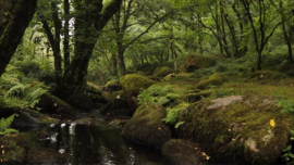 Nature and Solitude: Exploring the Moors