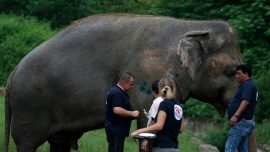 ‘World’s Loneliest Elephant’ Okayed to Quit Zoo for New Life
