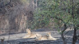 Two Lions Test Positive for COVID-19 at Indian Safari Park