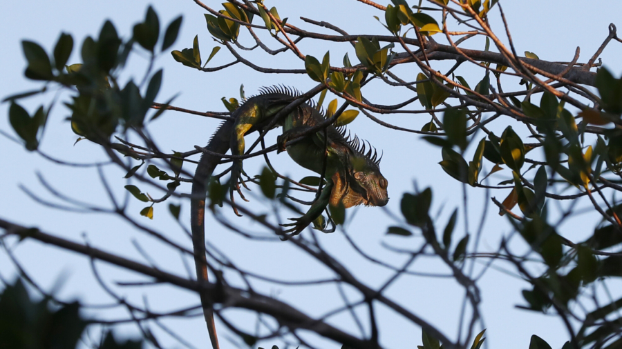 Brrr! It Got so Cold in Florida, Iguanas Fell From Trees