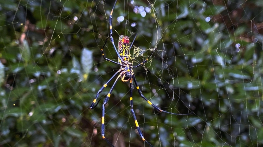 Giant Asian Invasive Spider Likely to Spread Along East Coast: Study