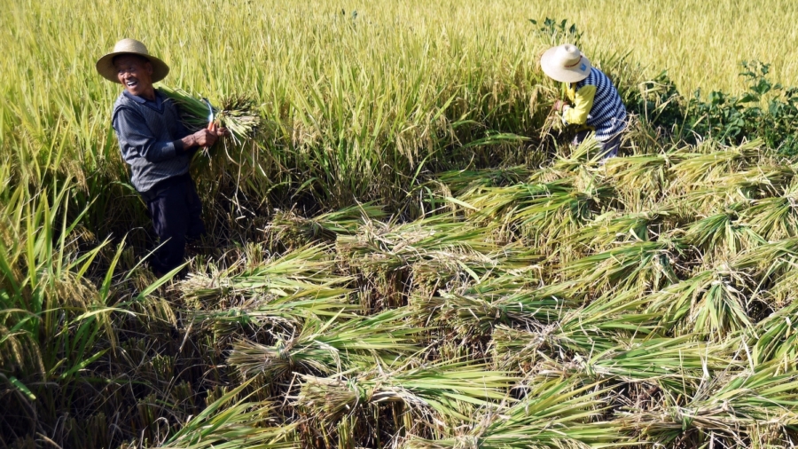 Chinese Authorities Warn Farmers of Food Crisis