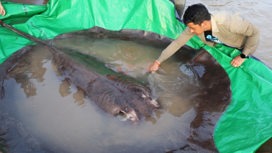 Cambodian Catches World’s Largest Recorded Freshwater Fish