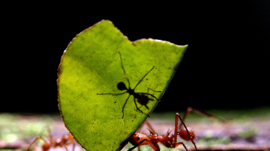 The Ants Go Marching One by One: 20 Quadrillion of Them